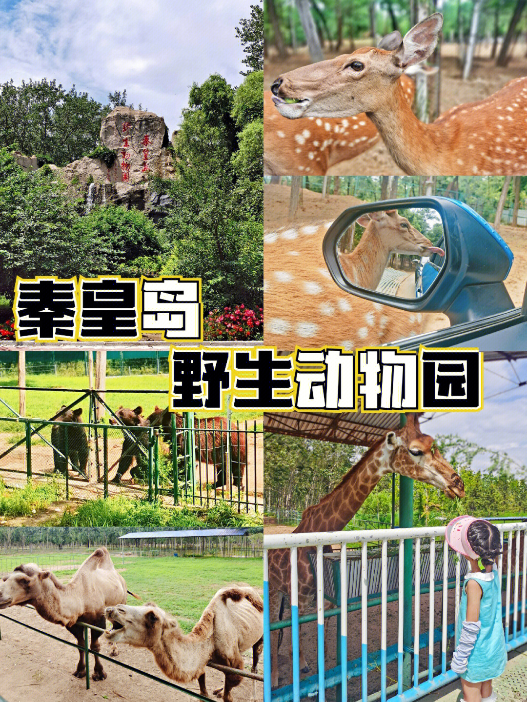 秦皇岛遛娃必去野生动物园