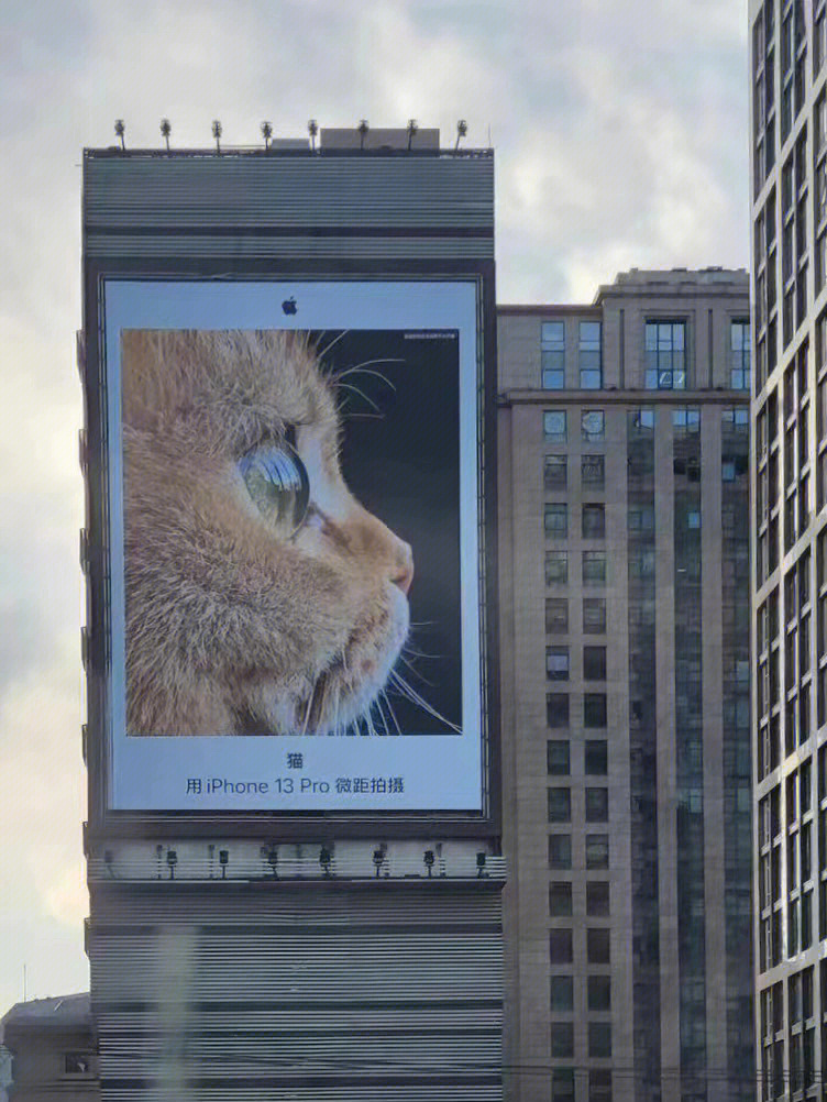 苹果13猫咪广告图片