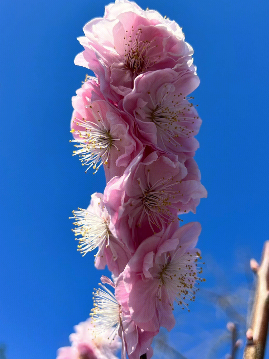 怎么拍桃花图片