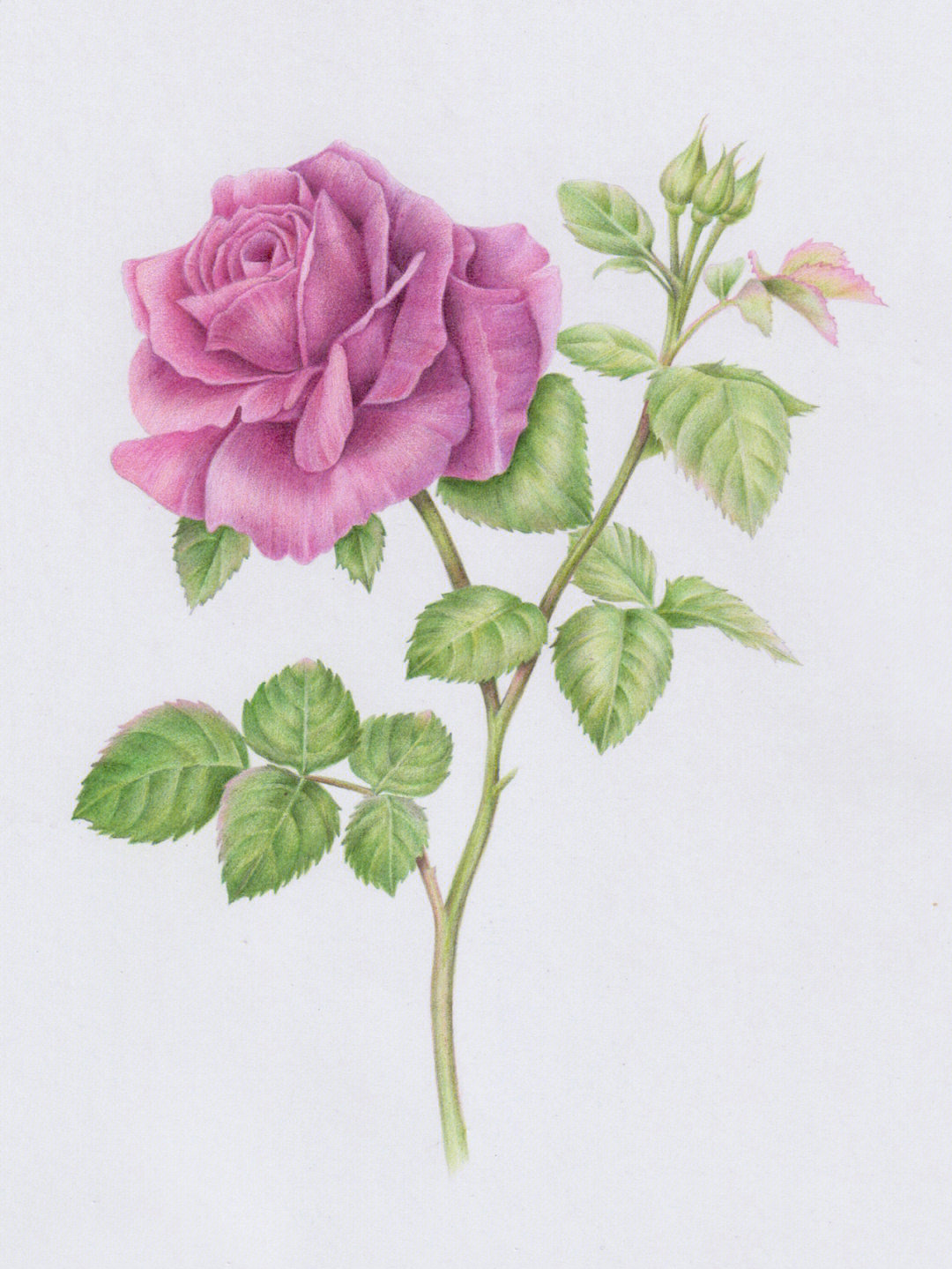 彩铅画紫玫瑰附步骤图