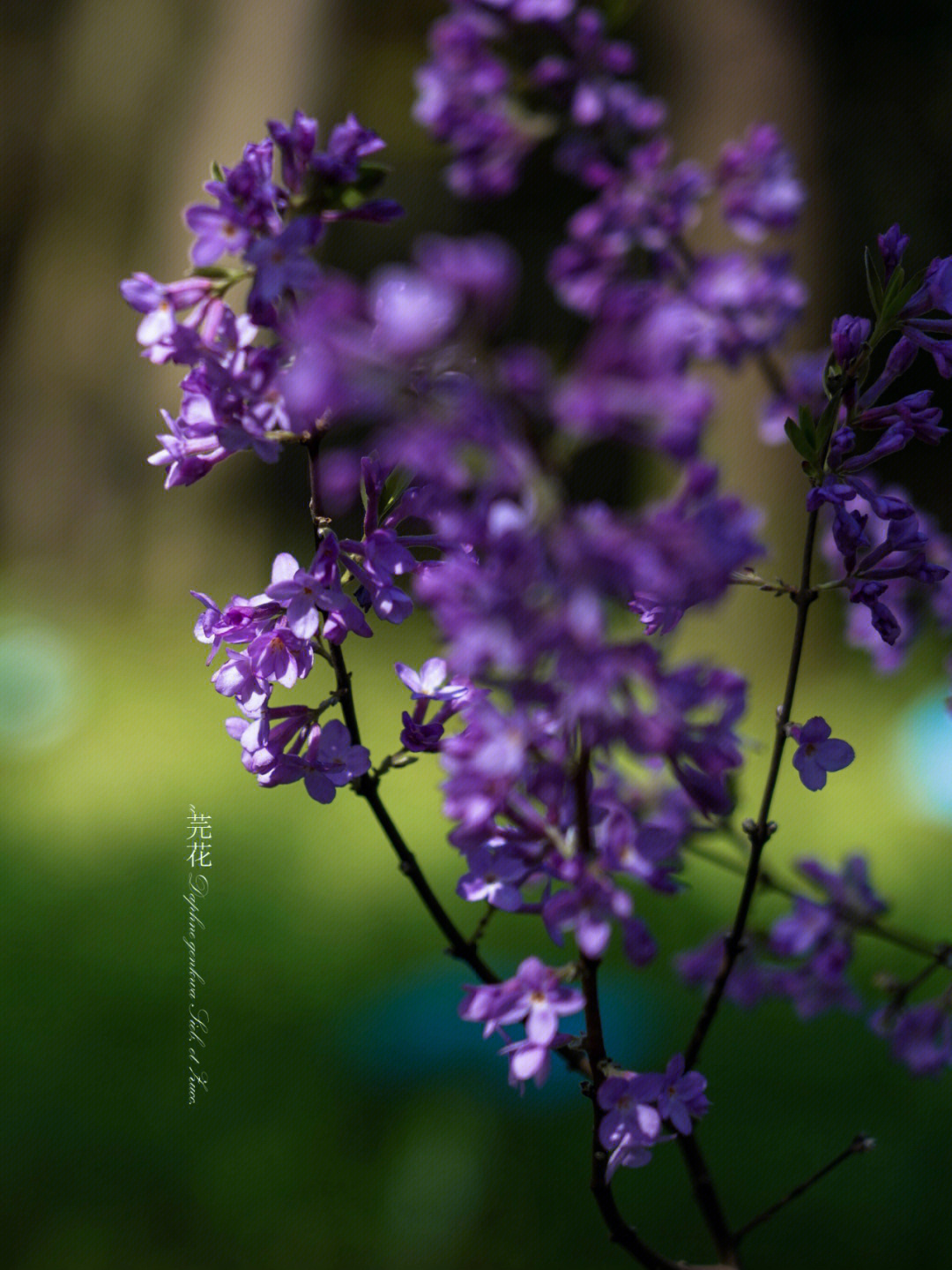 花草集闹鱼花你认识吗