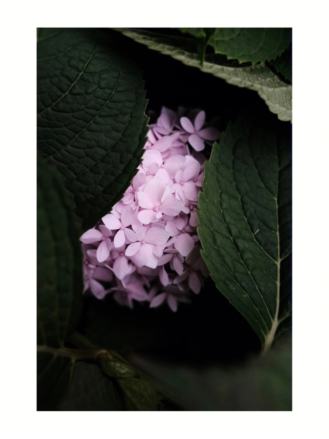 hydrangea花语图片