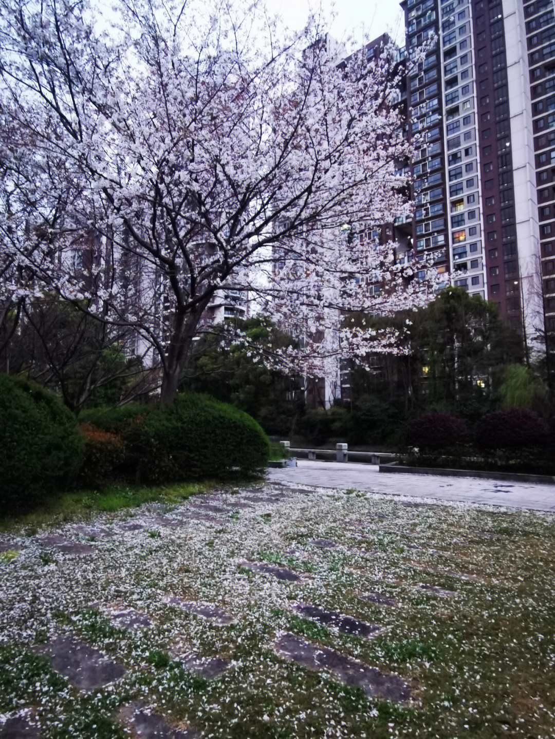 一夜风雨来袁咏琳图片