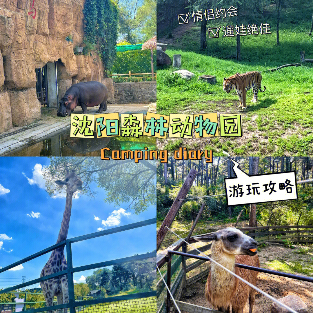 沈阳旅行沈阳森林动物园保姆级攻略