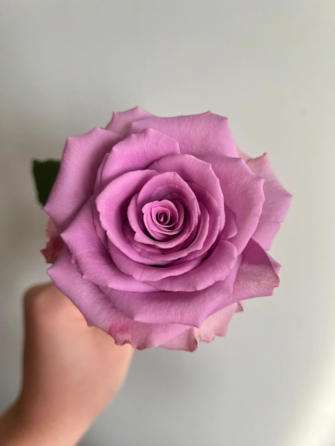 紫色系玫瑰紫霞仙子