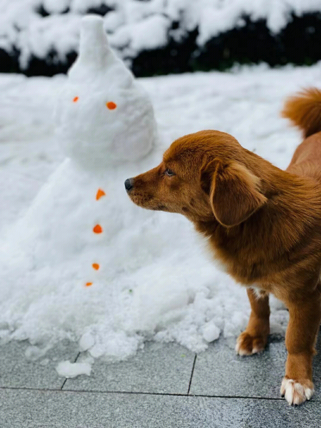 雪与狗