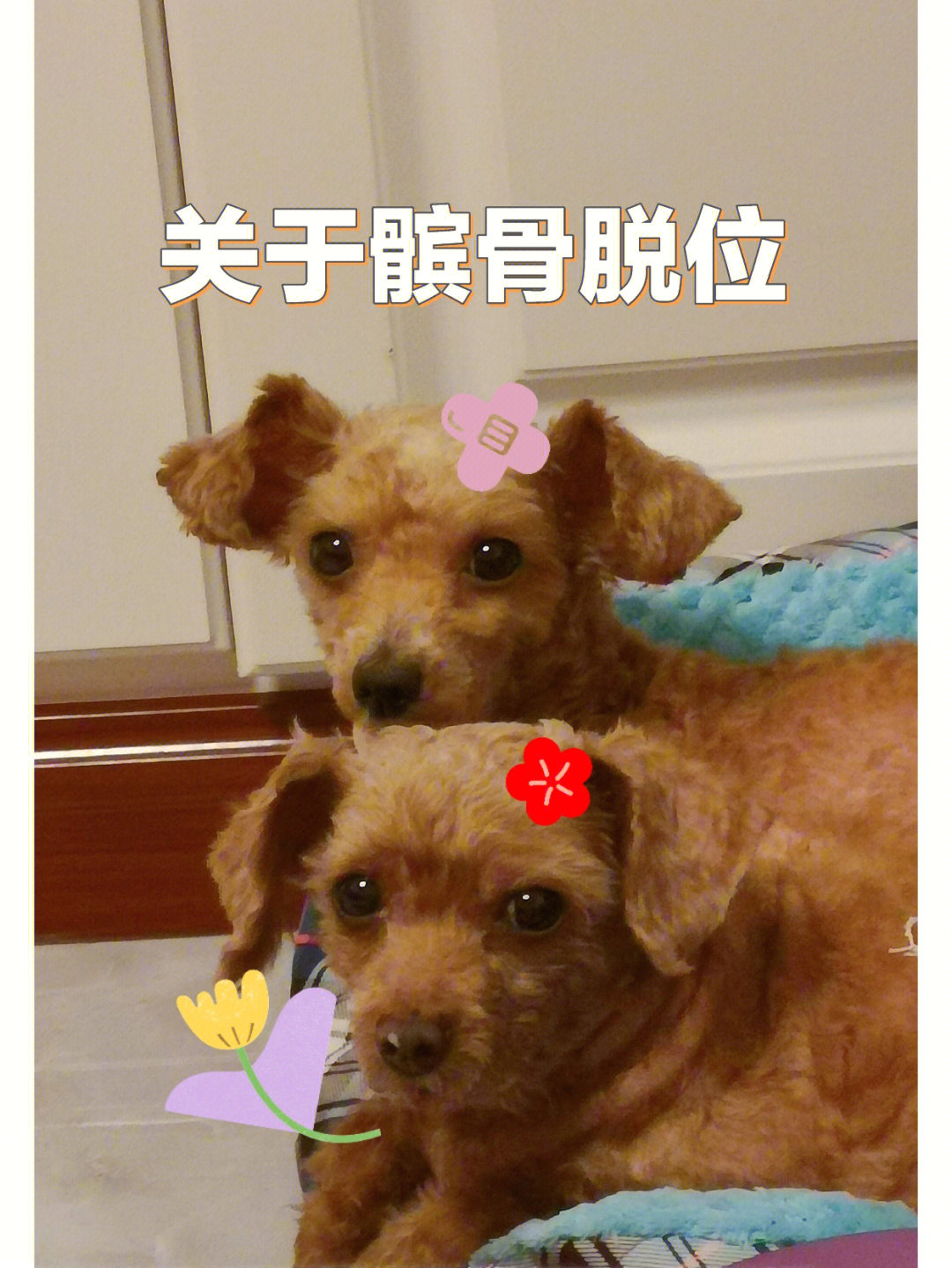 柴犬髌骨脱位图片