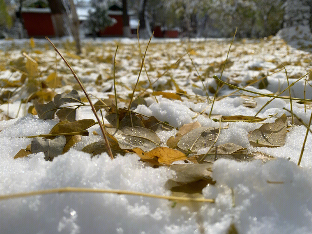 北方的初雪