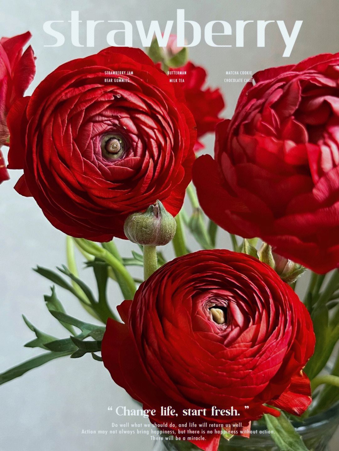 红色花毛茛花语图片
