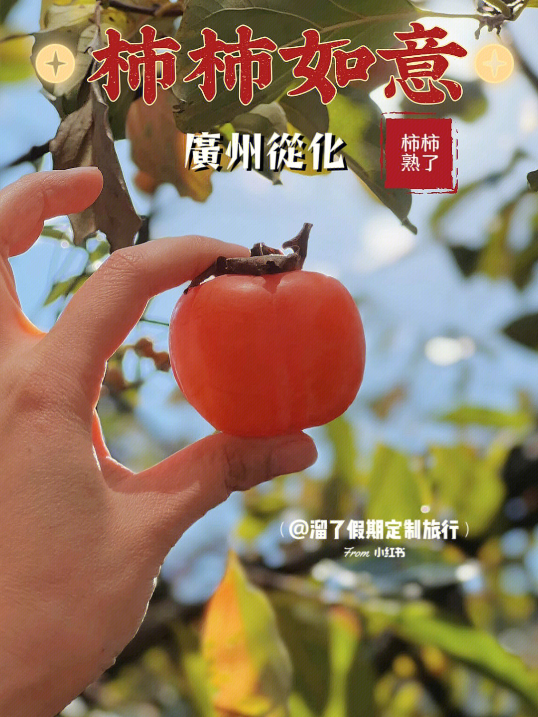 柿子熟了75快来广州从化摘柿子泡温泉76