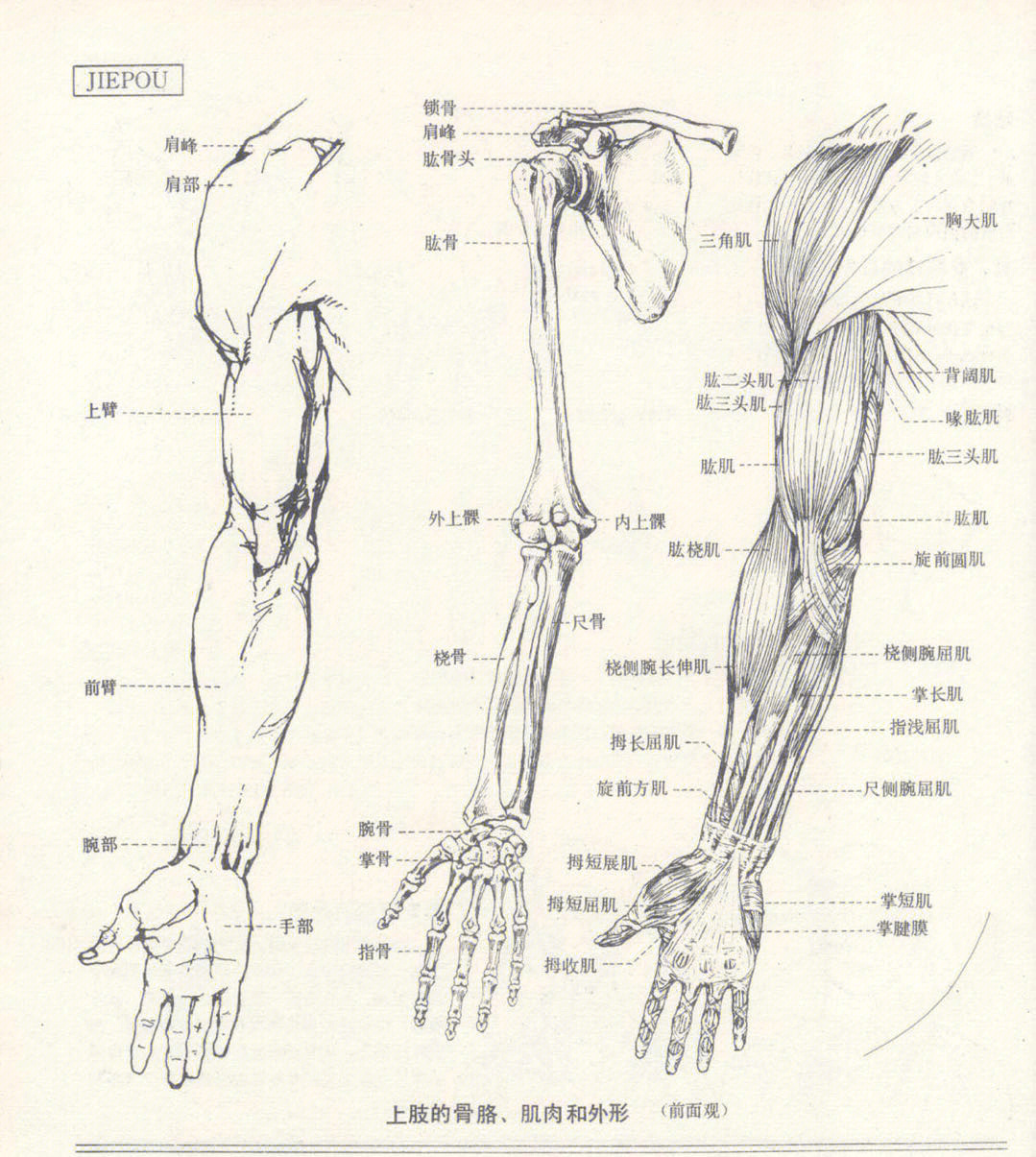 手臂的结构图解大全图片