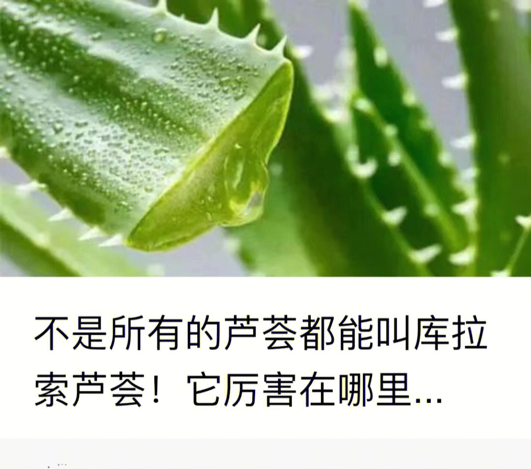 库拉索芦荟怎么吃图片