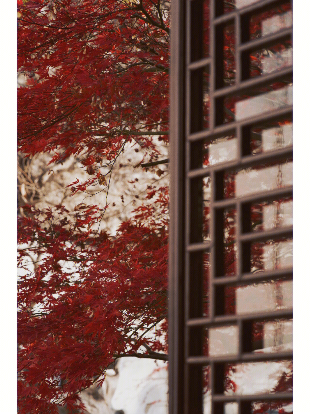 木子枫叶丹图片