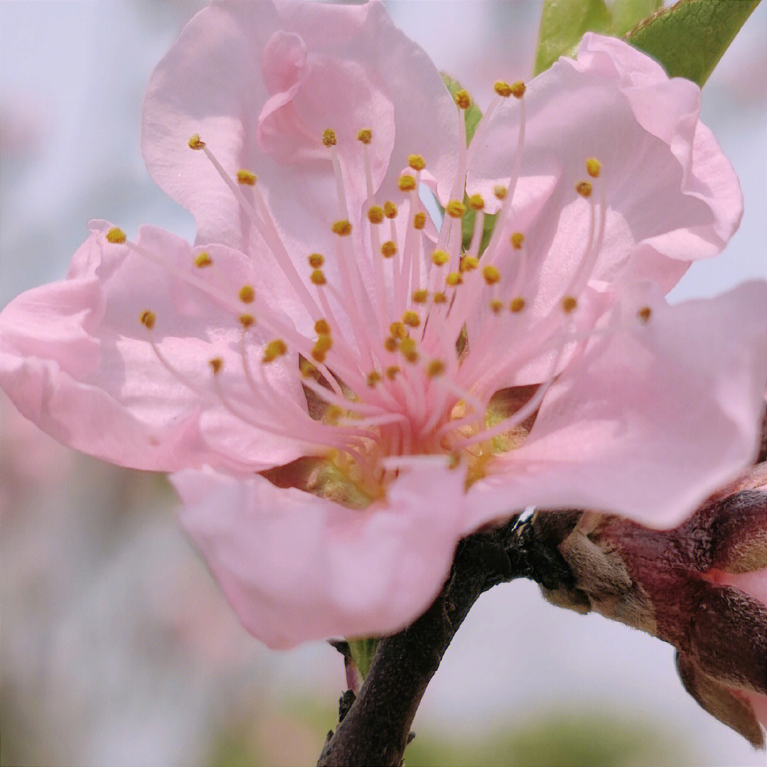 三月桃花粉面羞图片