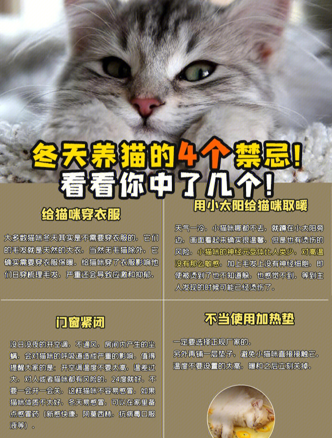 养猫的坏处图片