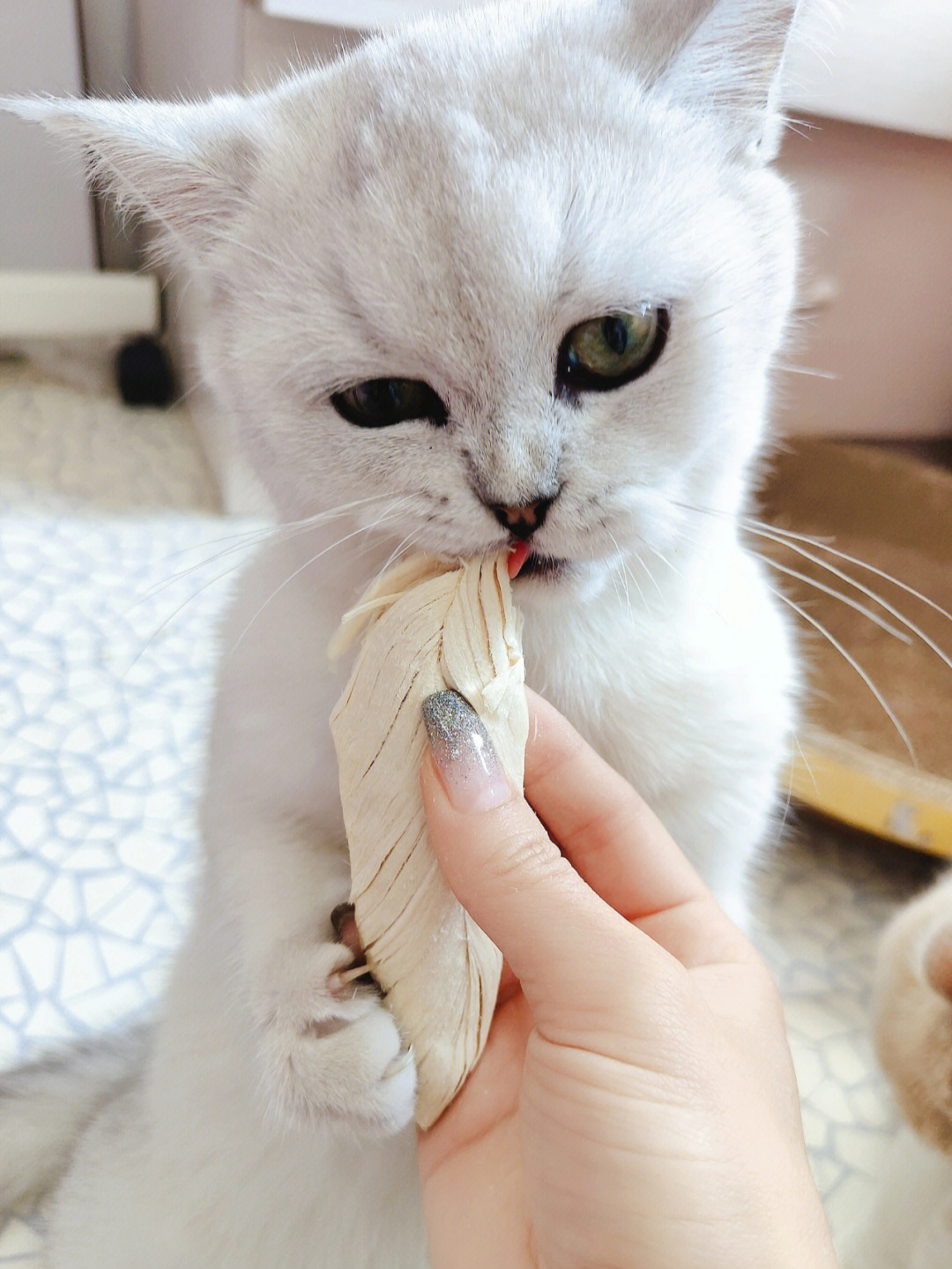 烤箱给猫咪做鸡肉冻干图片