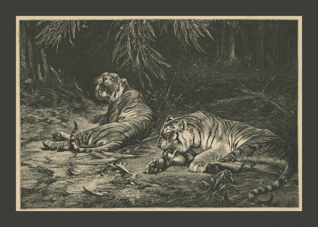 德国19世纪末的老虎主题木刻版画