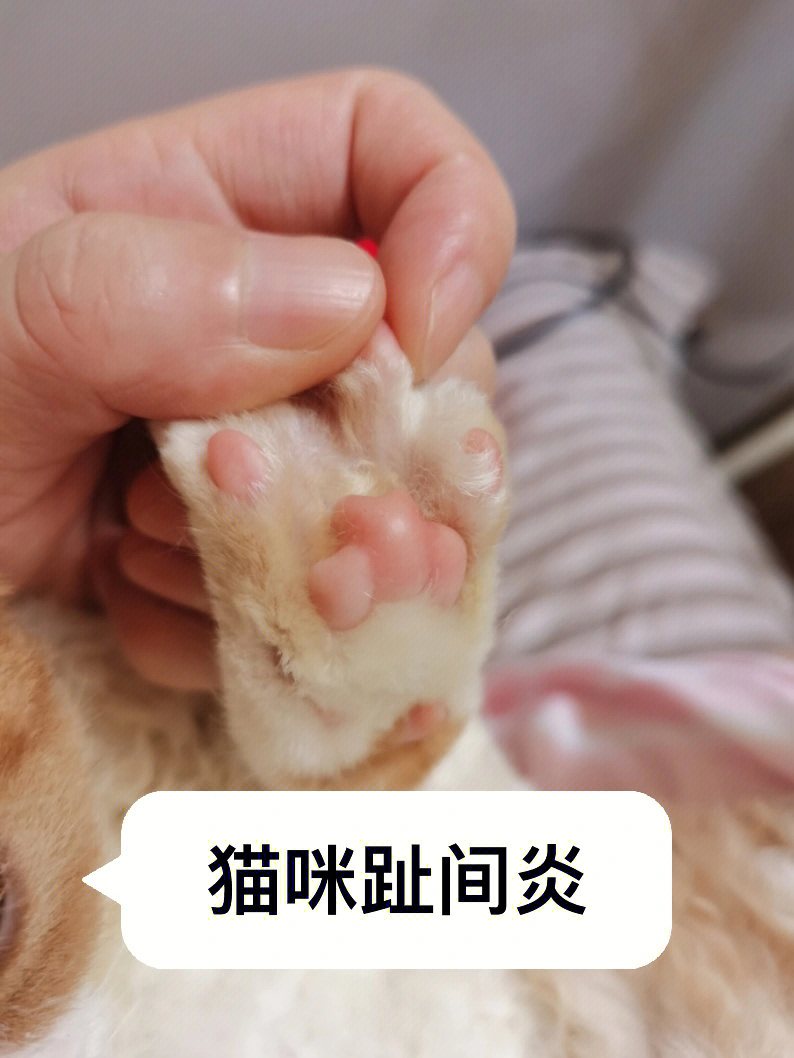 猫咪趾间炎