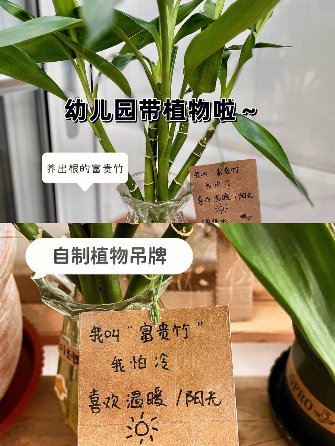 富贵竹植物卡片图片