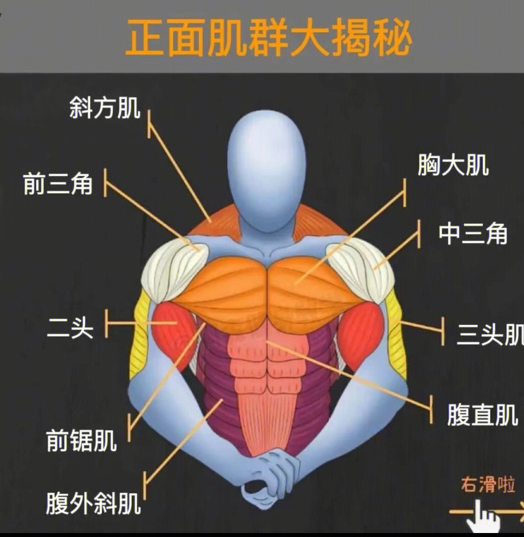 全身肌肉分布图及名称图片