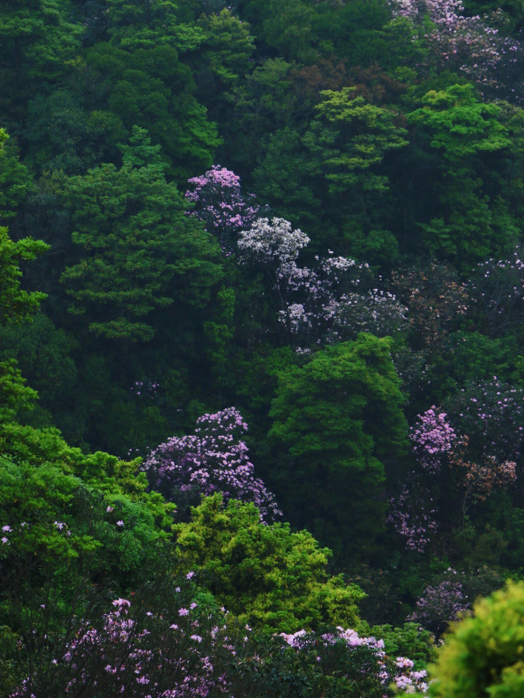 梧桐山葫芦径图片