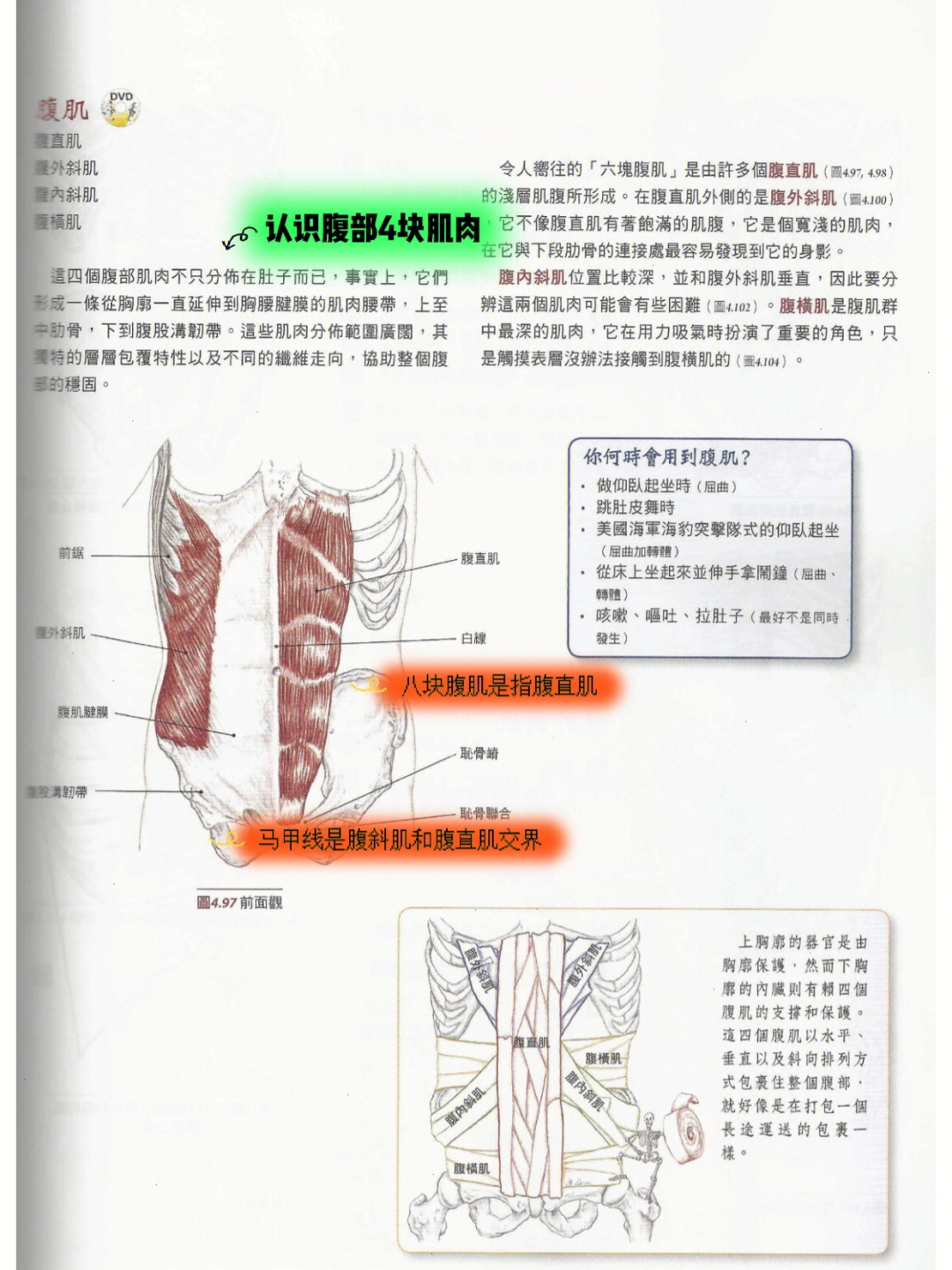 93腹部肌肉由三层构成,从外到内依次是腹直肌,腹斜肌(内外),腹横肌