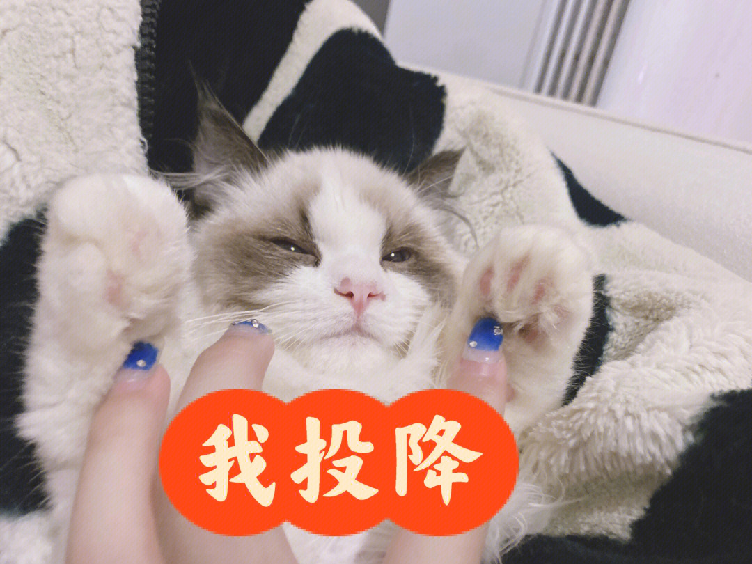 猫猫投降表情包图片