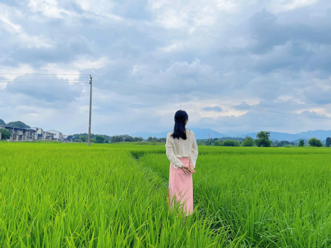 稻田拍照