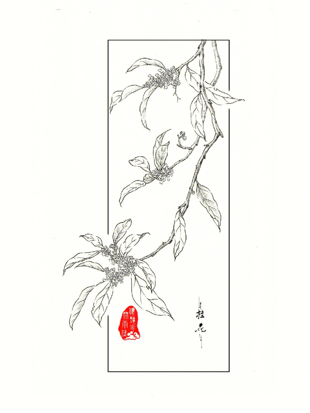 桂花图例手绘图片