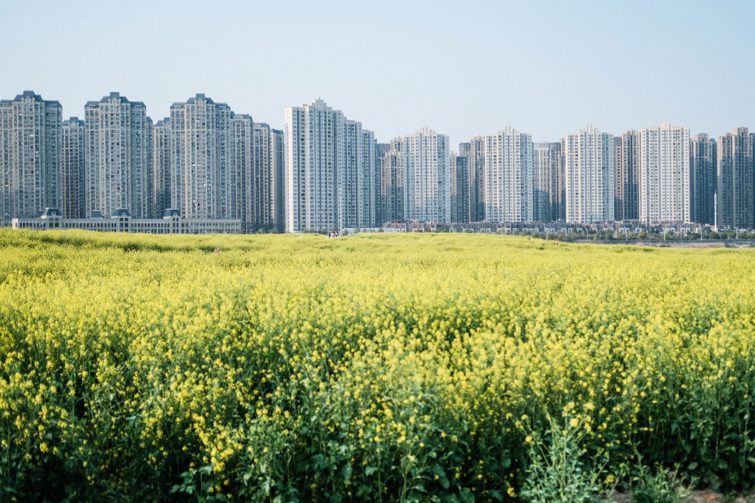 洋湖体育公园油菜花图片