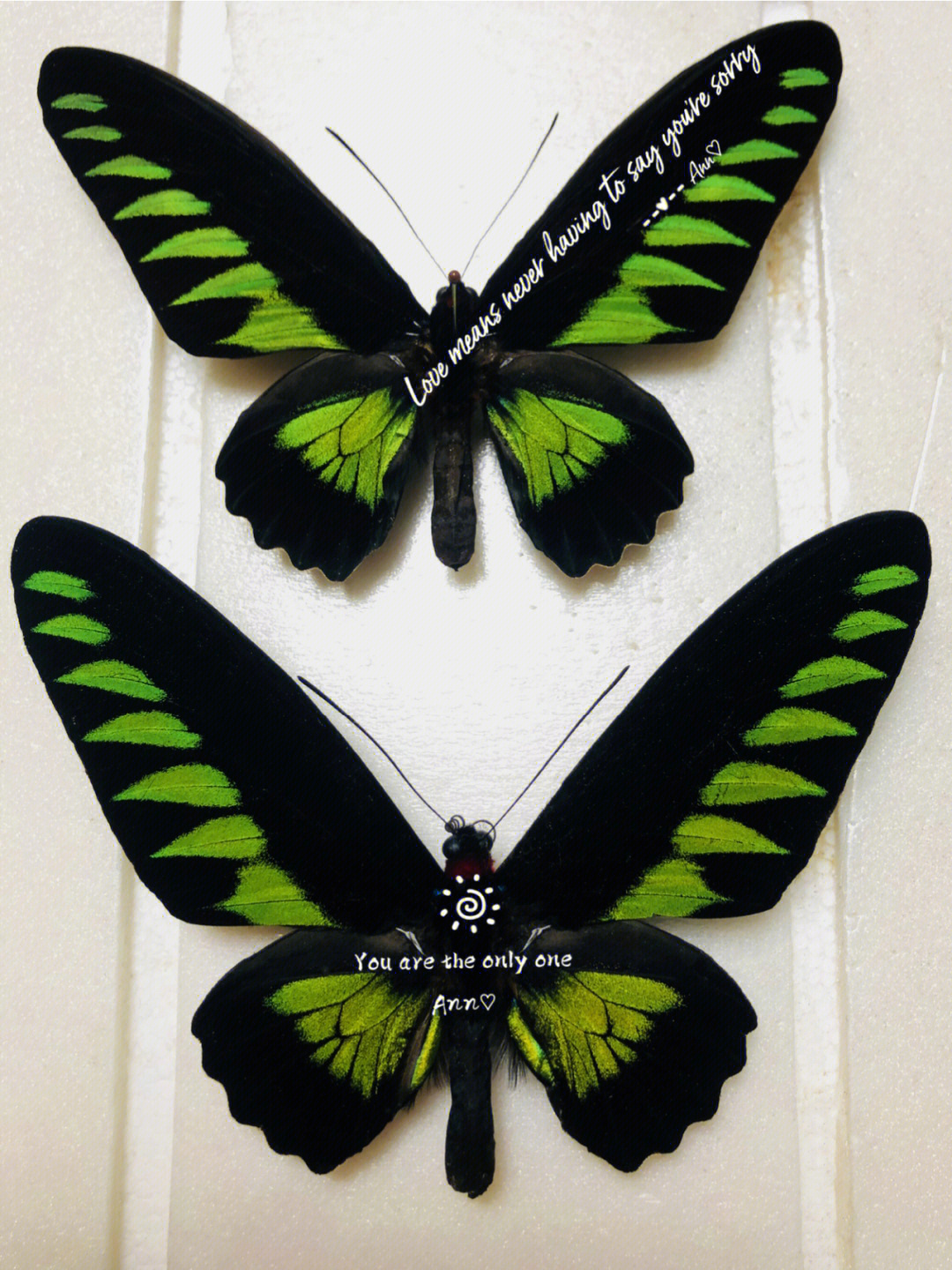 红颈鸟翼凤蝶标本图片