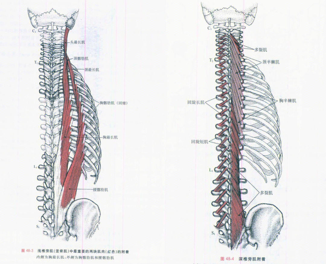 (整体弓弦,局部弓弦)协助整合骨性,关节的活动度与局部,整体的肌筋膜