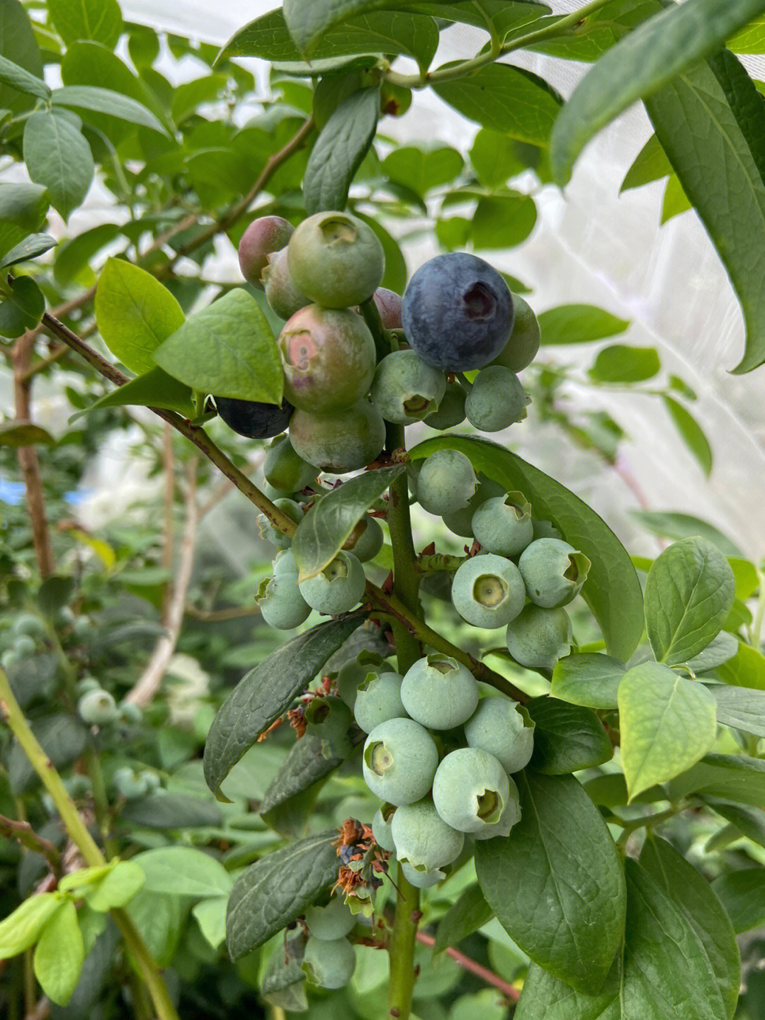 粉水蓝莓品种介绍图片