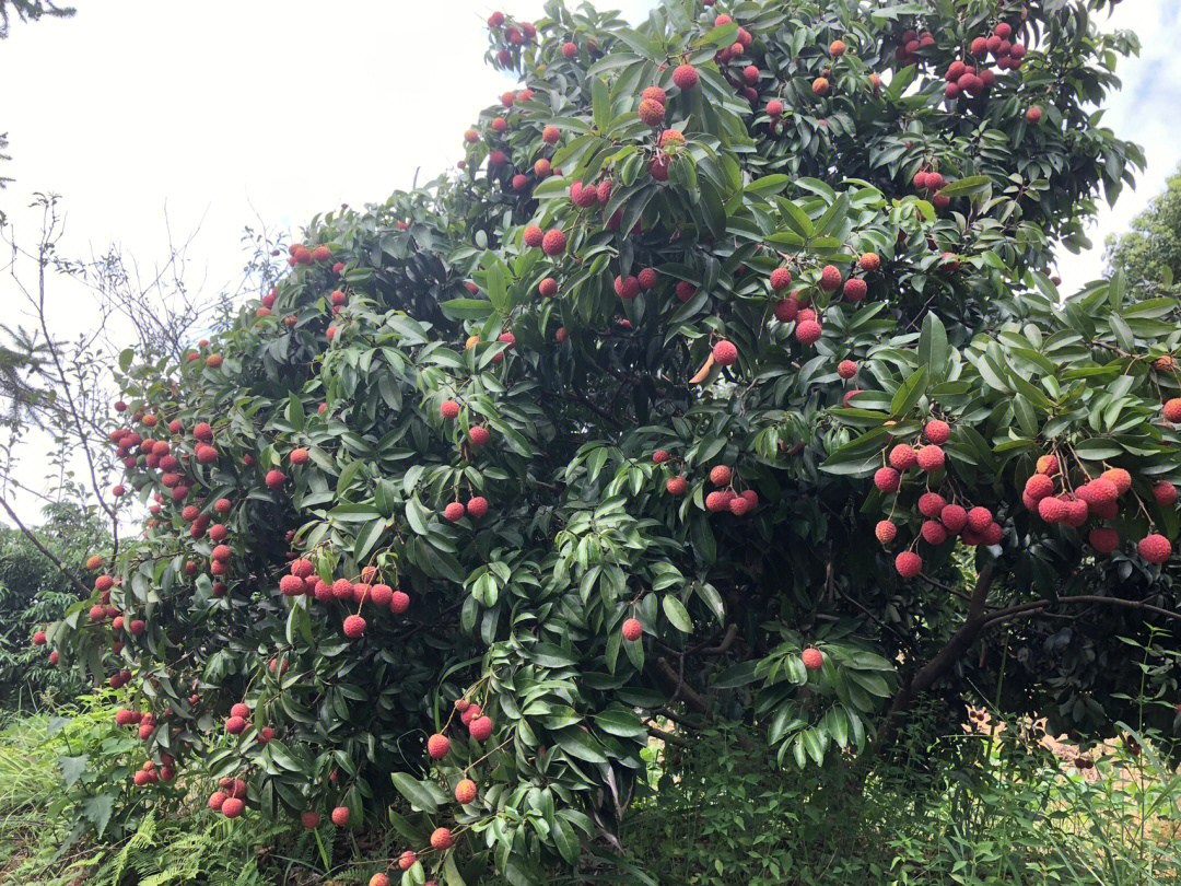 品种:红绣球,马桂荔地点:合江口感:香甜,味甘,爽口,肉质软糯自己吃