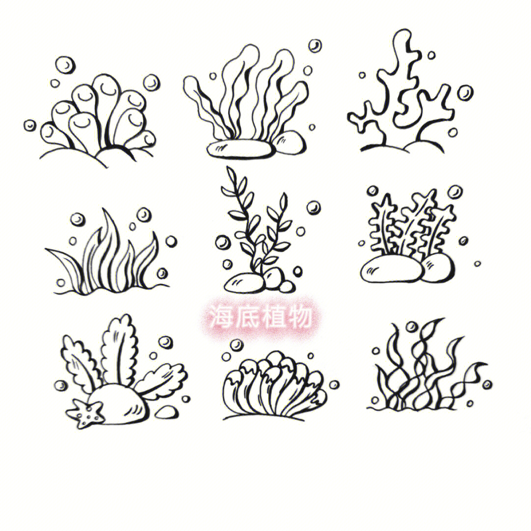 100海洋植物简笔画大全图片