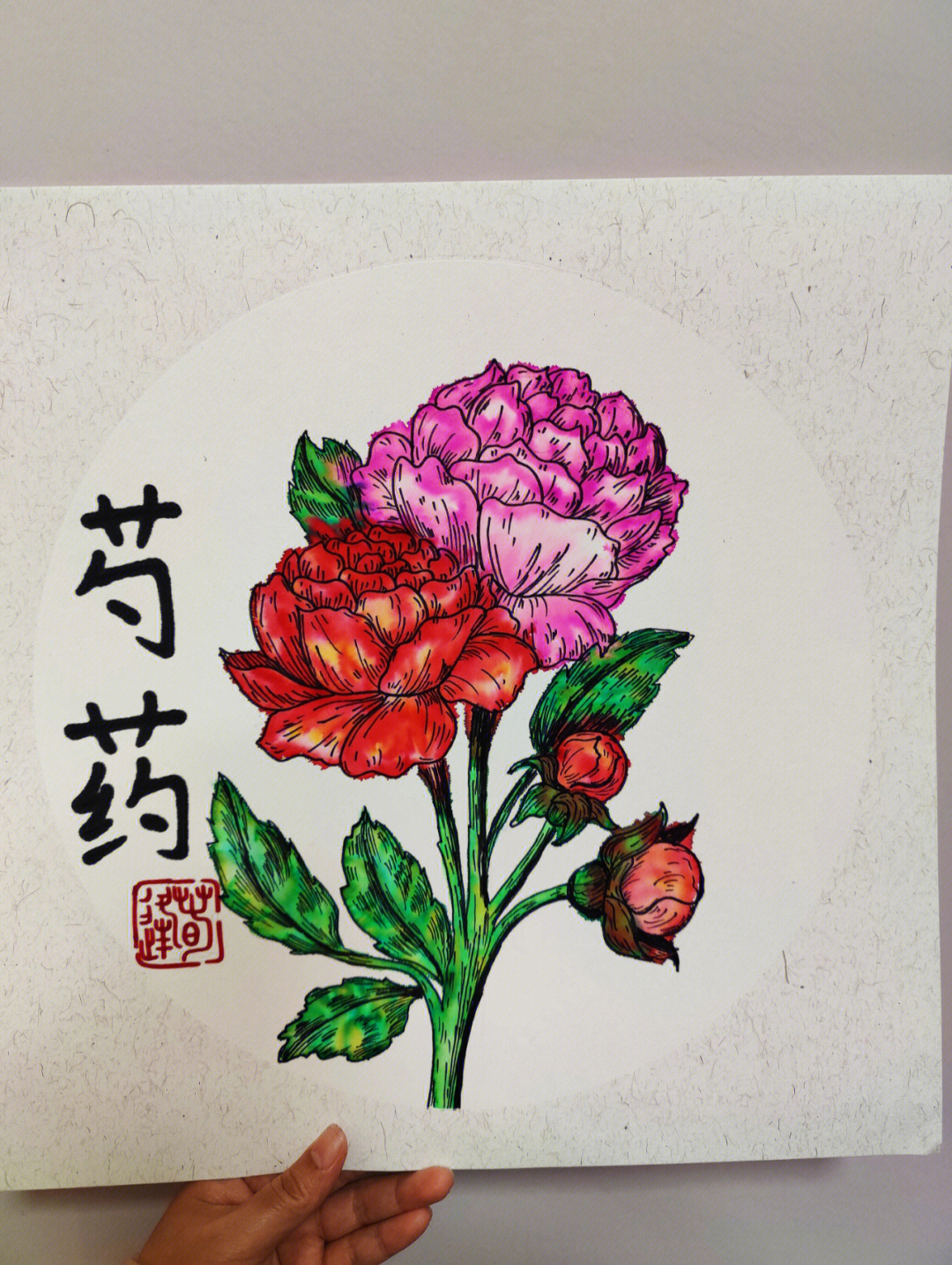 白芍花画图片