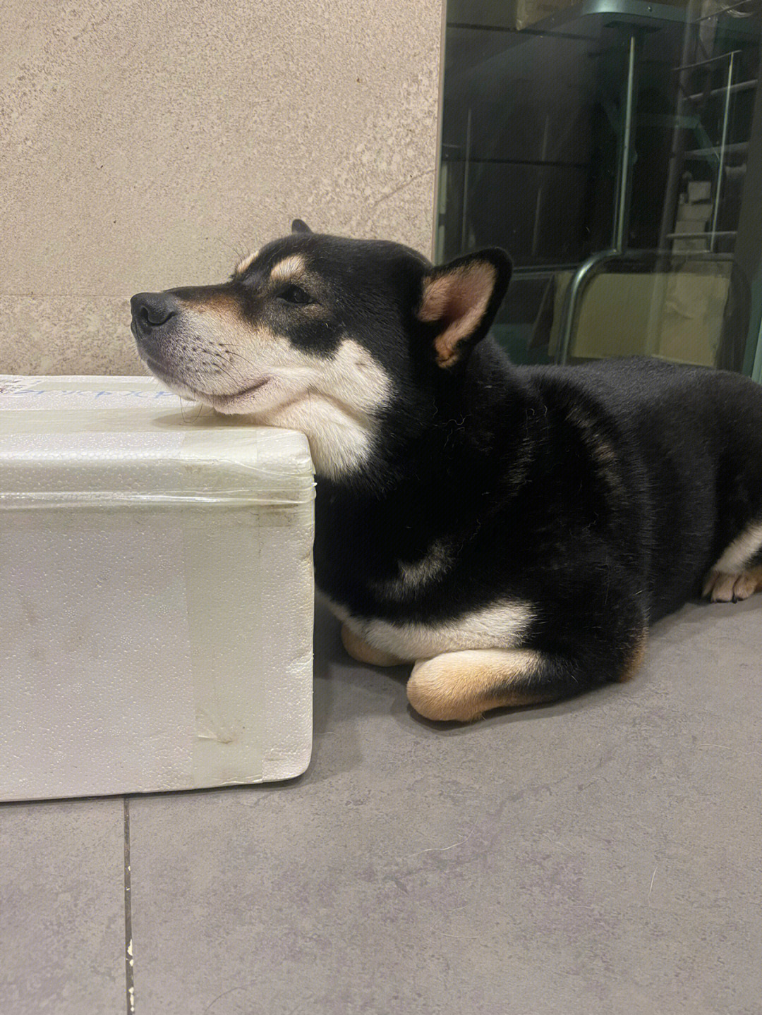 柴犬揣手手表情包图片