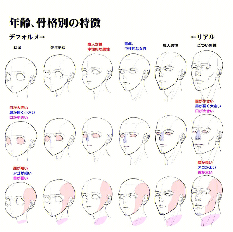 年龄的头部骨骼变化和面部变化图
