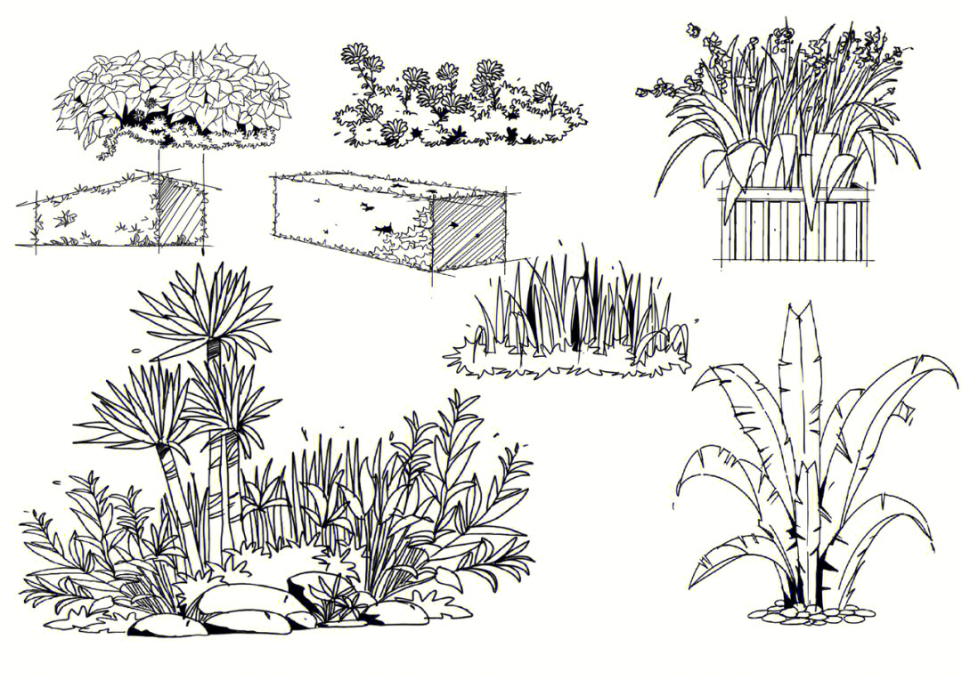 园林植物简笔画图片