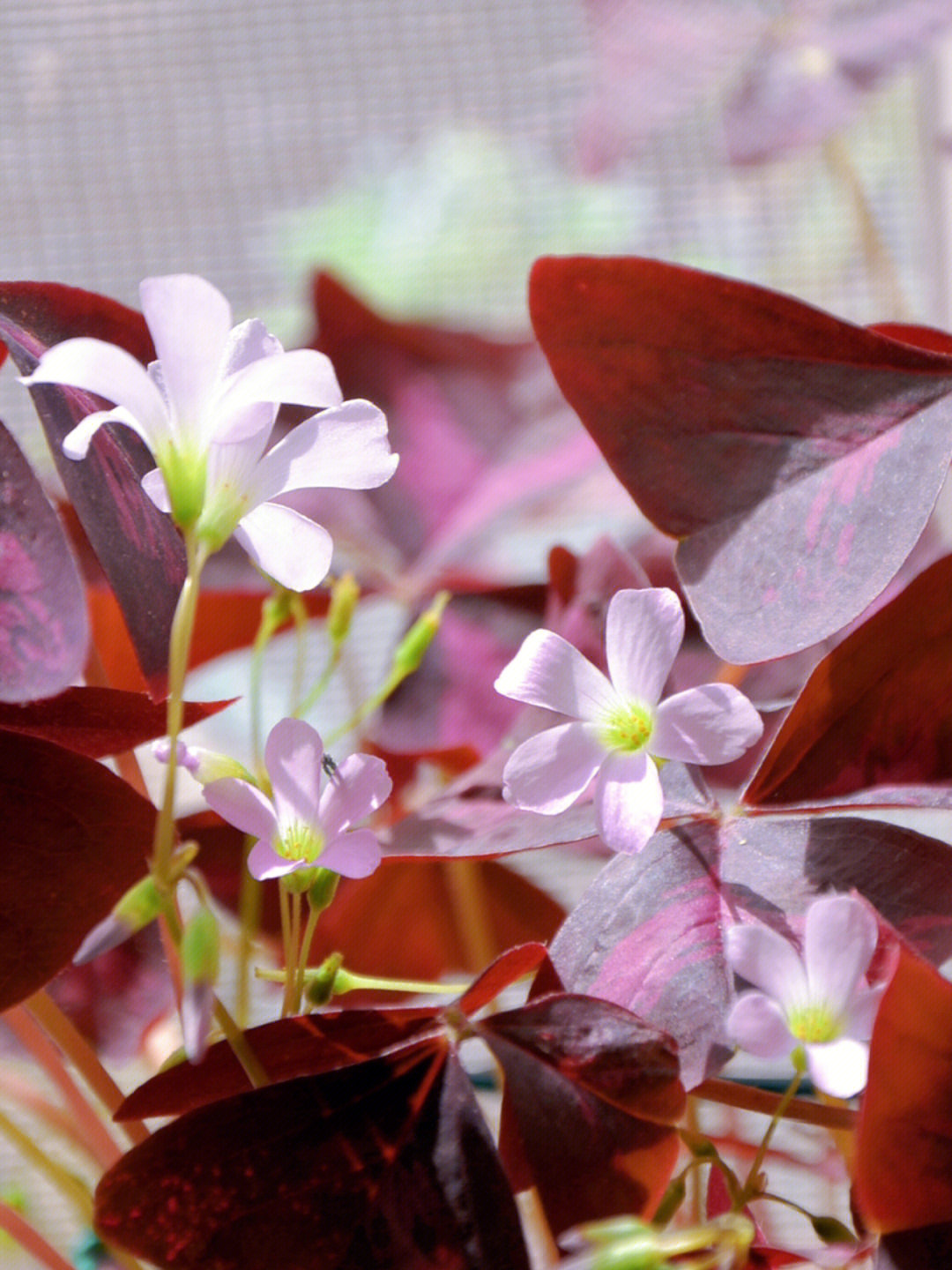 错版的紫叶酢浆草室内就开过一次花,叶子更新很快,自从拿到窗外沐浴