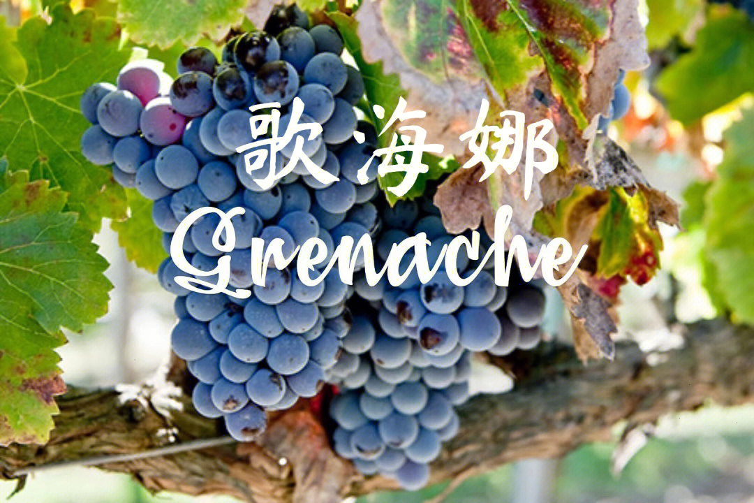 葡萄品种歌海娜grenachegarnache