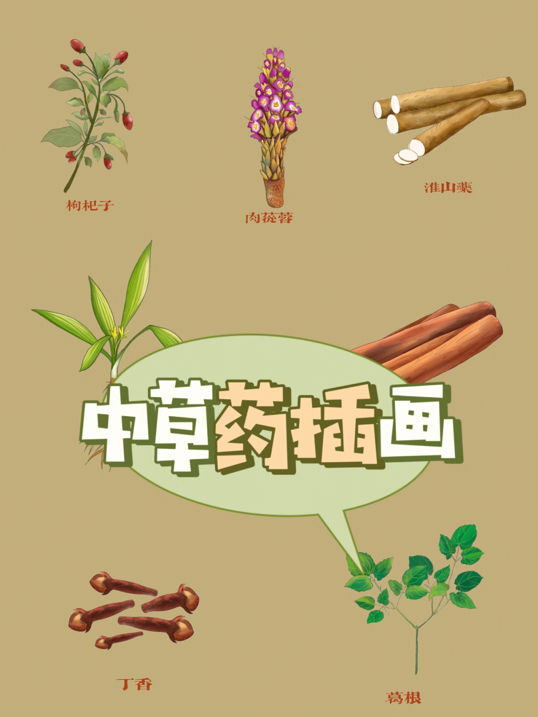 中草药插画分享