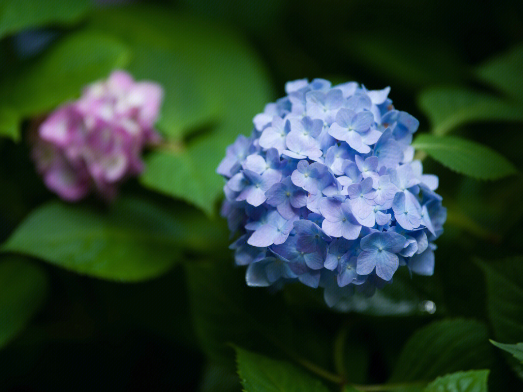 寺庙祈福#古風#我的日常#绣球#周末去哪儿