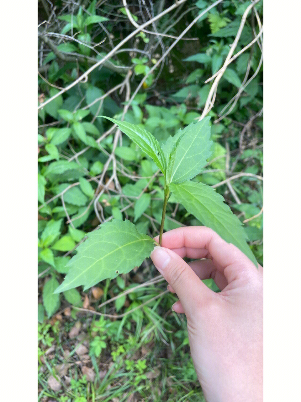 金刚藤野菜图片