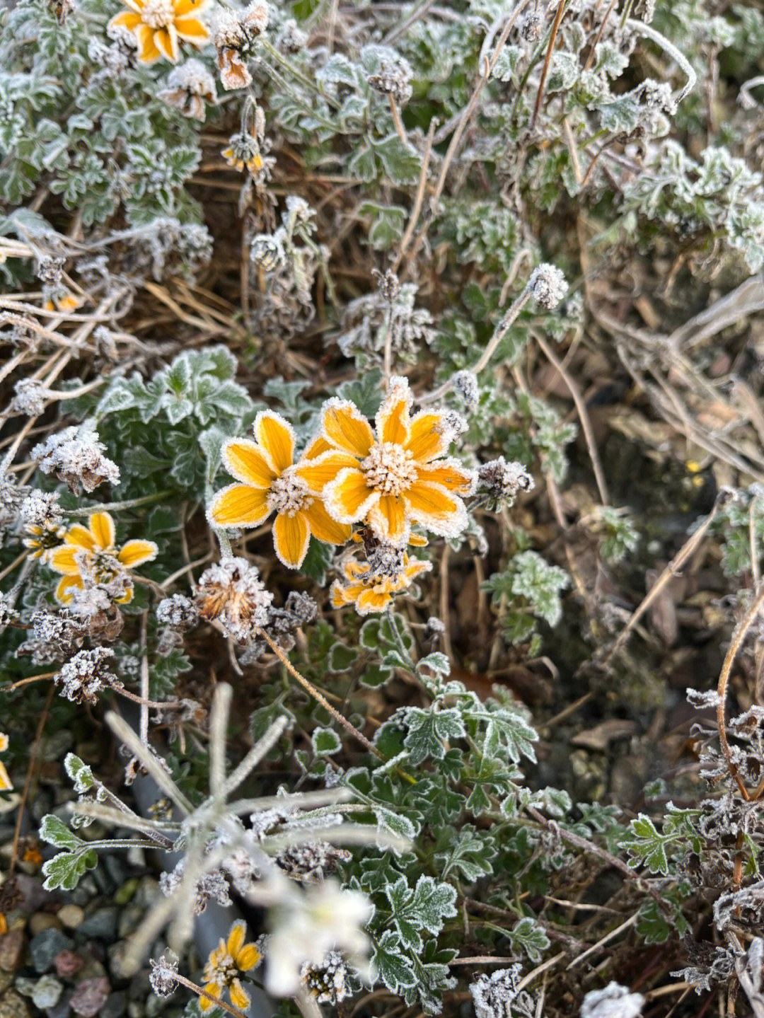 下霜和下雪的区别图片图片