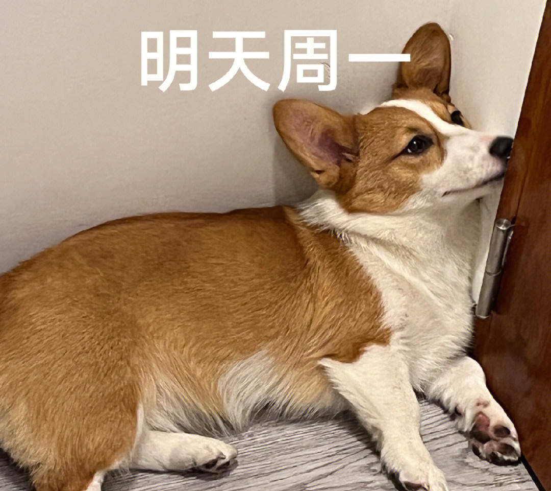 狗子表情包