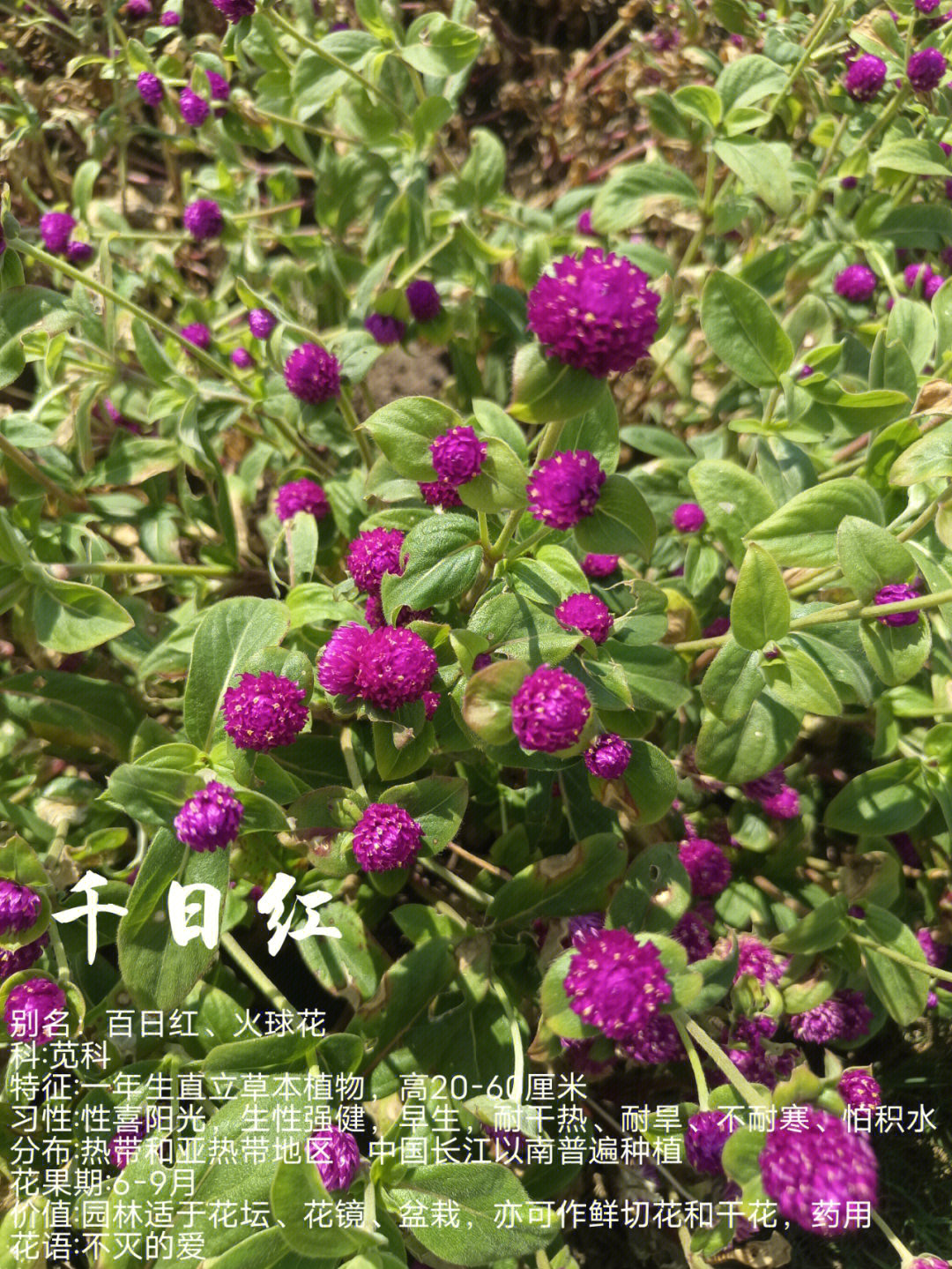 别名:百日红,火球花科:苋科特征:一年生直立草本植物,高20-60厘米习性