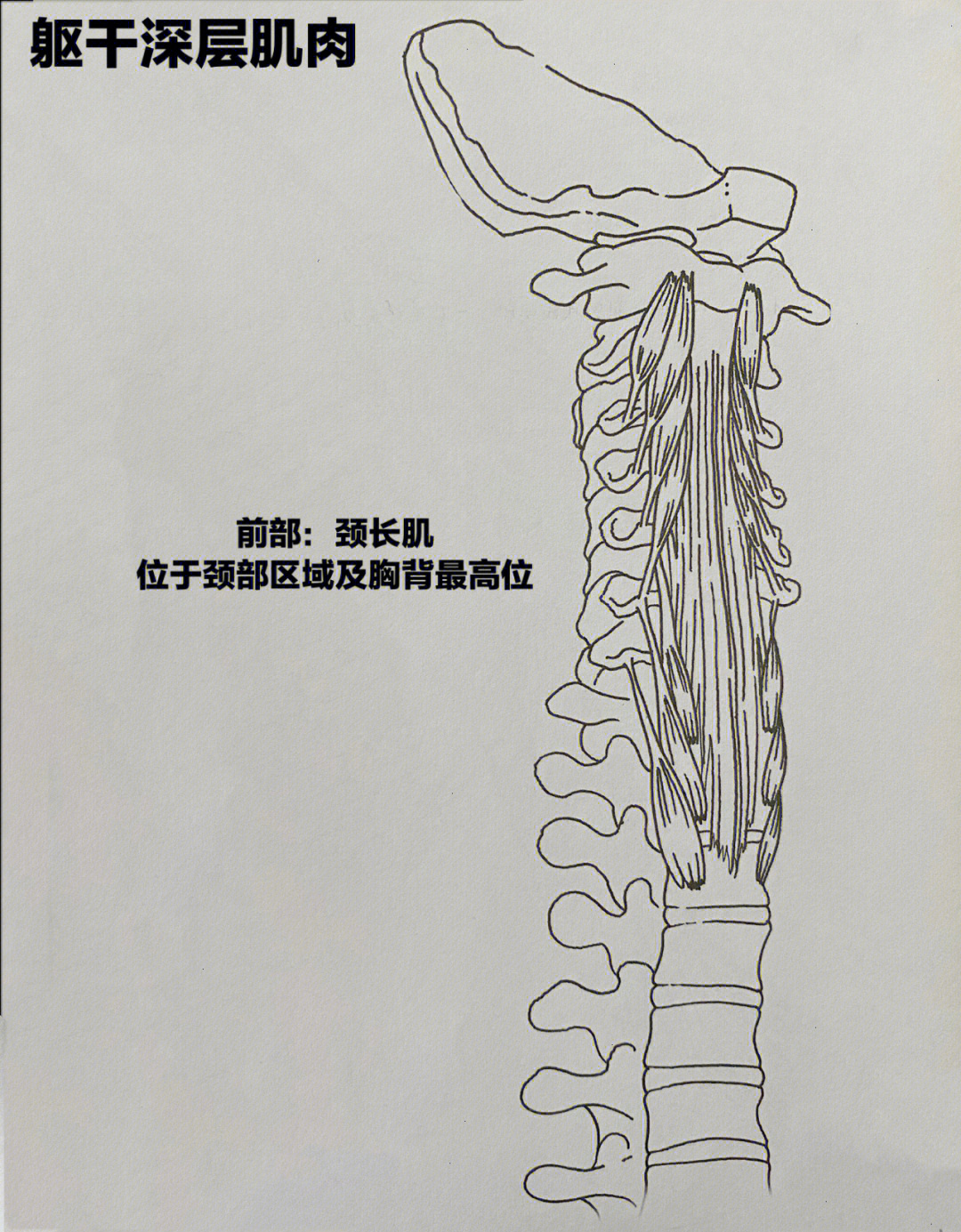 脊柱一侧肌肉凸起图片