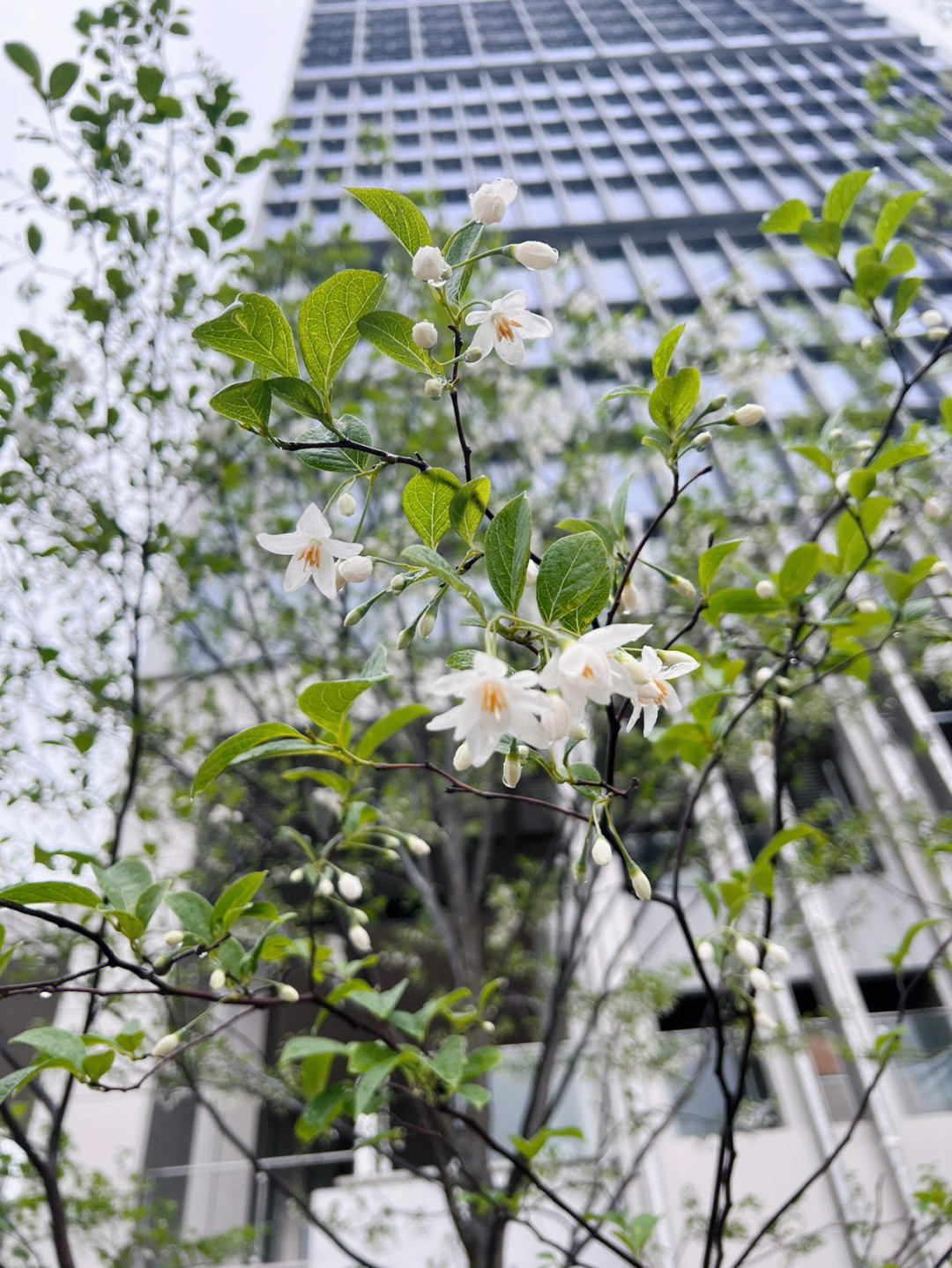 郁香野茉莉图片