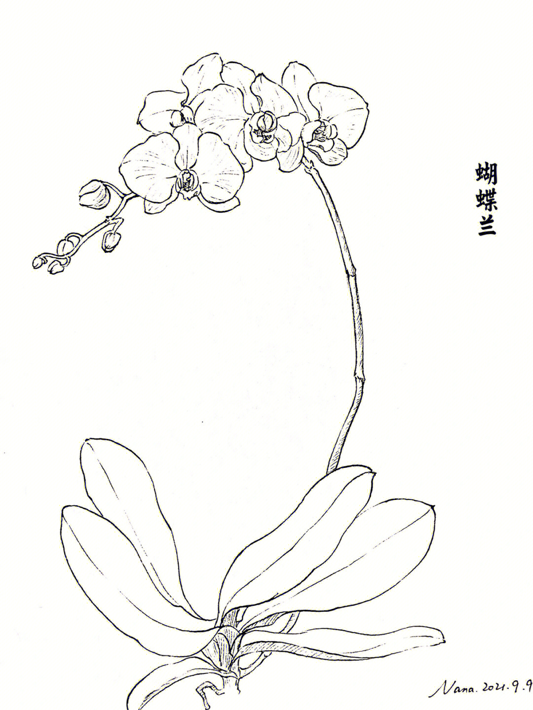 植物手绘线稿简单图片